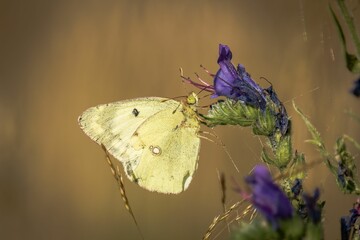 Sticker - Selective focus shot of a Berger's clouded yellow butterfly on a purple flower