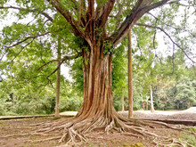 View Of A 100 Year Old Banyan Tree (Ficus Sp).