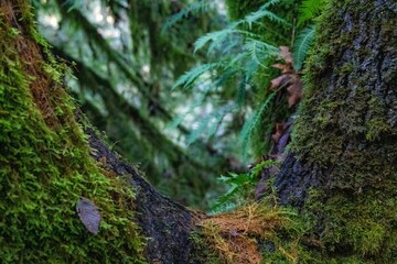 Sticker - Shallow focus of green fern plant and base trees covered with green moss in the forest