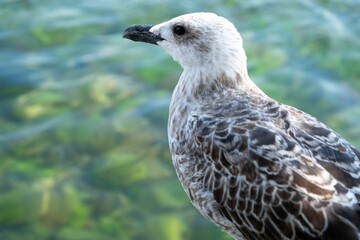 Wall Mural - Seagull with brown feathers and black beak looking towards the sea