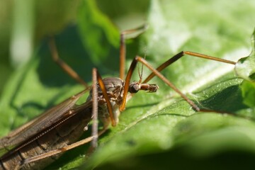 Sticker - Closeup of a tipula paludosa cranefly isolated on a green leaf