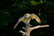 Beautiful elegant Great horned owl ready to fly on a blurred background
