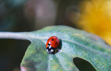 Wall Mural - Red beetle on a flower leaf