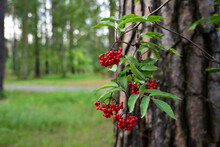 Red Berries Of Viburnum On The Branch With Pine Trunk On Background, Close-up