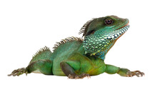 Transparent Png Reptiles Photos Stock Images