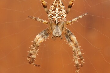 Sticker - Closeup of a cross orbweaver spider on its web on a brown background