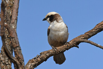 Wall Mural - Southern White-crowned Shrike (Eurocephalus anguitimens) perching on a tree branch