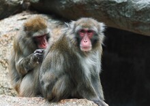 Close-up Of A Grey Baboons Grooming Each Other In The Sun At Wildlife Sanctuary