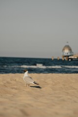 Wall Mural - Beautiful seagull on sandy beach by wavy blue sea on Usedom island, Germany, during the day