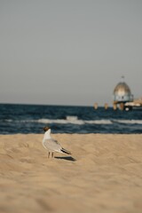 Poster - Beautiful seagull on sandy beach by wavy blue sea on Usedom island, Germany, during the day