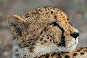 Sticker - Cheetah looking for prey across the South Luangwa National Park, Zambia