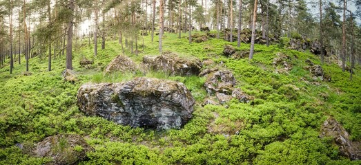 Poster - Panoramic shot of a pine forest with mossy stones and bushes perfect for wallpapers and backgrounds