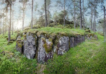 Poster - Pine forest with mossy stones and bushes perfect for wallpapers and backgrounds