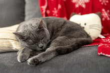 A Large British Cat Sleeps On A Gray Sofa. In The Background Is A Red Christmas Blanket And A Pillow.