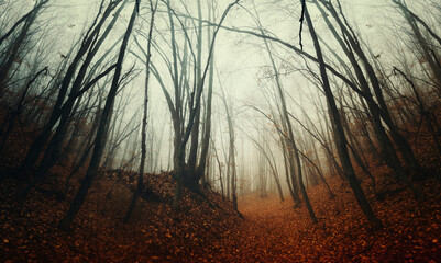 Wall Mural - mysterious autumn forest in fog