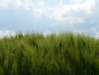 Closeup shot of the barley field