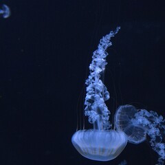 Poster - Closeup of jellyfish under the deep ocean