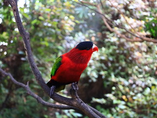 View on a animal in the Loro Parque is a zoo located on the island of Tenerife, on the outskirts of Puerto de la Cruz