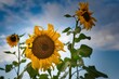 Closeup of sunflowers against a blue sky