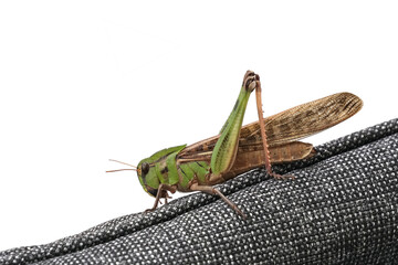 Wall Mural - A large green grasshopper sitting on the arm of a chair