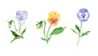 Pansies, flowers set, floral watercolor illustration, blue and yellow  pansies