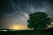 Beautiful view of green tree under starry sky