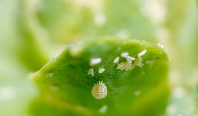 Wall Mural - Selective focus shot of mealybugs on green leaf