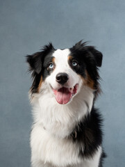 Portrait of a dog on blue background