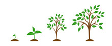 The Stages Of Plant Growth From A Green Leaf To An Adult Tree. Set Vector Illustrations