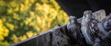 Panoramic Shot Of Two Young Falcons With Curious Eyes
