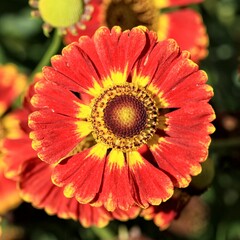 Sticker - Vertical shot of Helanium flowers