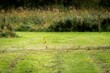 Beautiful shot of cut grass field in a blur