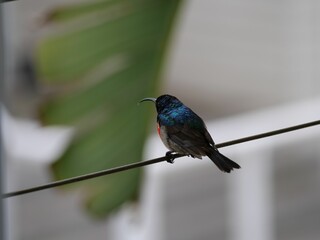 Canvas Print - Closeup shot of a Southern double-collared sunbird perching wire against a blurred background