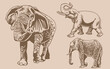 Graphical vintage set of elephants on sepia  background,vector illustration for tattoo ,coloring and printing