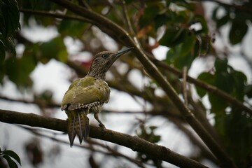 Sticker - Greyscale of an European green woodpecker bird on the stem of a tree.