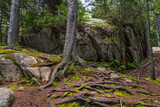 Fototapeta Młodzieżowe - A huge smooth boulder honed by ancient glaciers among trees with intertwined roots in a forest in Acadia National Park