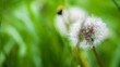 Selective focus shot of a fluffy dandelion in a green field