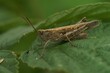 Closeup on the European common field grasshopper, Chorthippus brunneus sitting on a green leaf