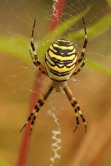 Sticker - Vertical closeup on a colorful yellow-striped Wasp mimicking spider,