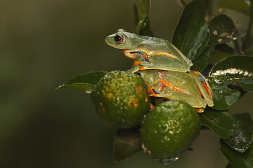 Wall Mural - Two green tree frogs are hunting for prey on a citrus tree branch filled with fruit. This amphibian has the scientific name Rhacophorus reinwardtii.