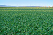 autumn field with green plants of winter rapeseed on big agriculture field , young green rapeseed field, background, texture from young plants_ work in agronomic farm and production organic food