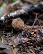 Puffball Fungus Mushroom (Vesse-de-loup Hérisson)