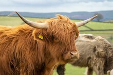 Portrait Of A Brown Hairy Highland Cattle With Horns And Tagged Ears In The Farmland