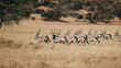 © Michael - Eine Herde Oryx Antilopen (Oryx gazella) in der Savanne der Khomas Hochebene (Windhoek, Namibia)