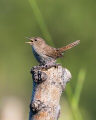 Canvas Print - Shallow focus side view of adorable House wren perched on the top of wooden pole