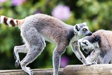 Selective Focus Shot Of Lemurs At Zoo