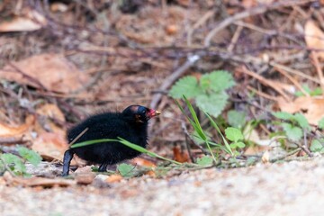 Poster - Selective focus shot of a moorhen chick in a forest