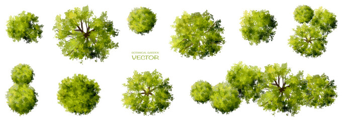 Wall Mural - vector watercolor tree or forest top view isolated on white background for landscape and architectur