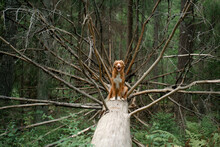 Dog In The Green Forest Sits On A Log. Nova Scotia Duck Tolling Retriever In Nature Among The Trees. Walk With A Pet