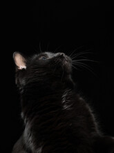 Portrait Of A Black Cat On A Black Background, Studio Shot